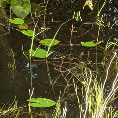 Nymphaea elegans