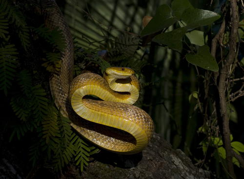 Eastern Ratsnake, photo 2 of 10