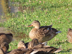 Anas platyrhynchos