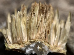 Helianthus nuttallii