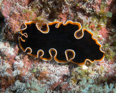 Pseudobiceros hancockanus