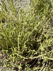 Crassula muscosa