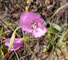 Clarkia bottae