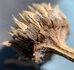 Helianthus nuttallii
