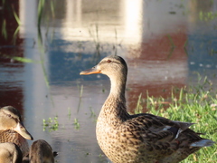 Anas platyrhynchos