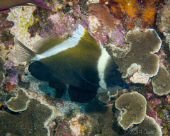 Heniochus varius