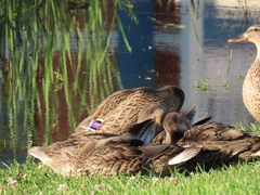 Anas platyrhynchos