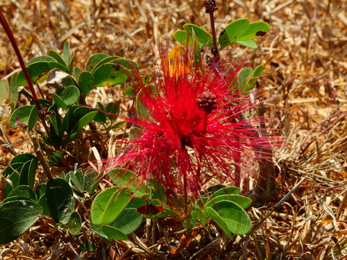 Calliandra tergemina