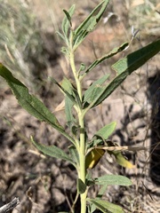 Helianthus nuttallii
