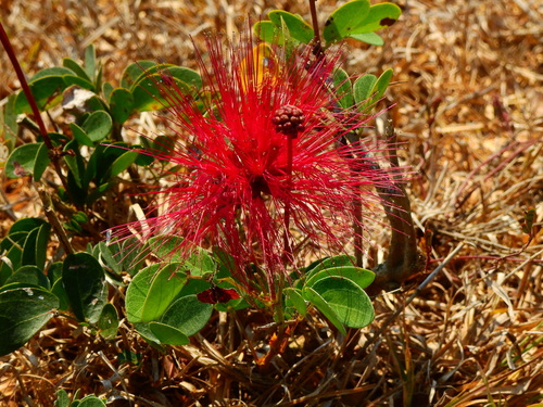 Image of Calliandra tergemina by (c) Diana Fuentes, some rights reserved (CC BY-SA)