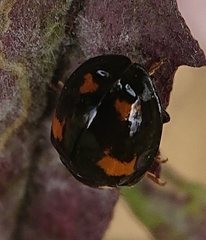 Harmonia axyridis