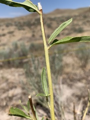 Helianthus nuttallii