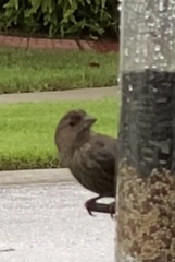 Haemorhous mexicanus image