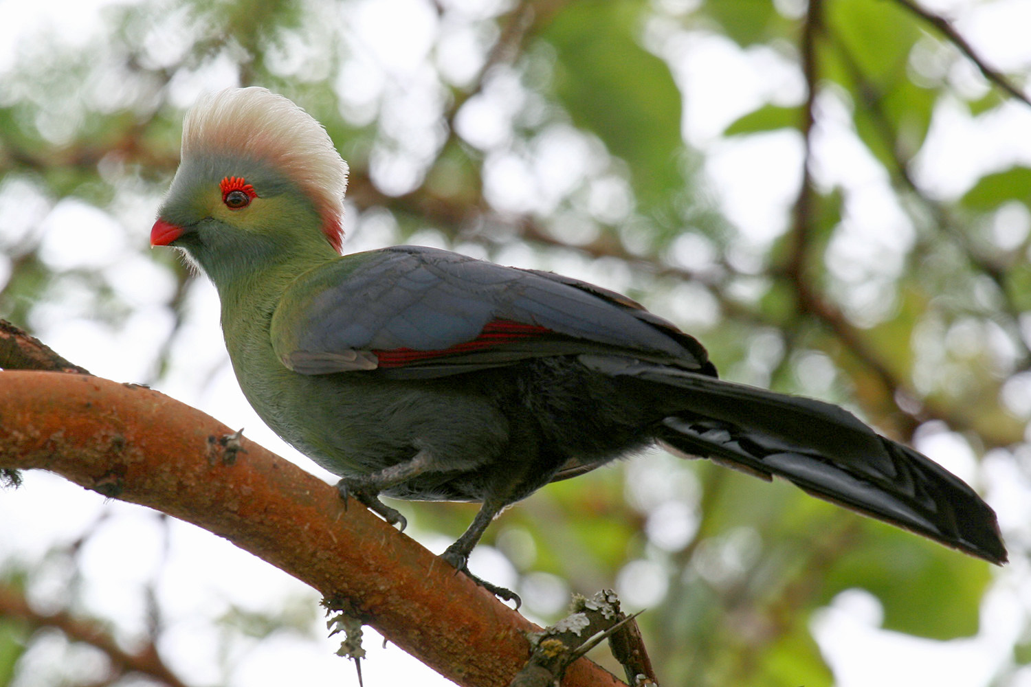 Prince Ruspoli's Turaco illustration