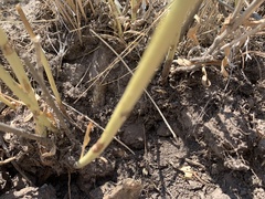 Helianthus nuttallii