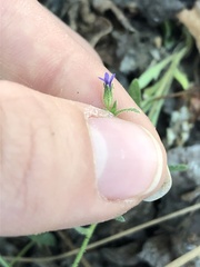 Allophyllum gilioides violaceum