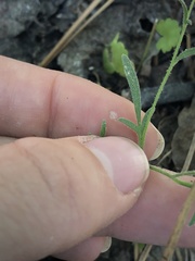 Allophyllum gilioides violaceum