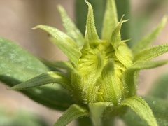 Helianthus nuttallii
