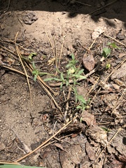 Allophyllum gilioides violaceum
