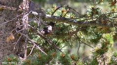 Pinus contorta murrayana