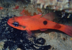 Apogon maculatus