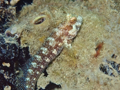 Parablennius marmoreus