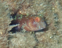 Parablennius marmoreus
