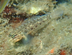 Coryphopterus dicrus