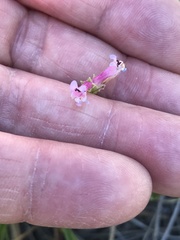 Penstemon peckii