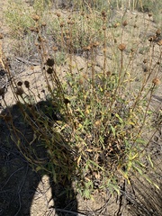 Helianthus nuttallii