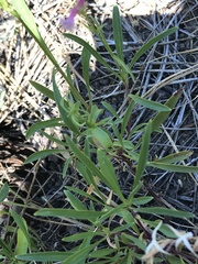 Penstemon peckii