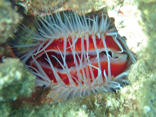 Rough File Clam