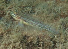 Coryphopterus glaucofraenum