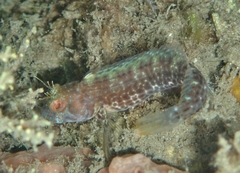 Parablennius marmoreus