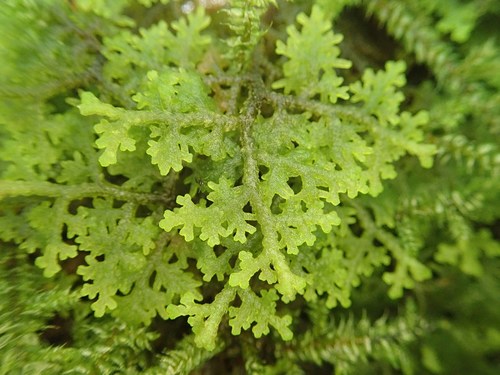 Neotrichocoleaceae