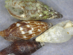 Mitrella pudica