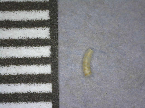 Caecum sepimentum observed 2018-03-14