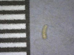 Caecum sepimentum
