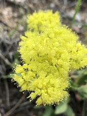 Eriogonum flavum