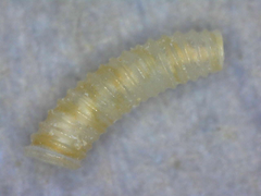 Caecum sepimentum