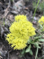 Eriogonum flavum
