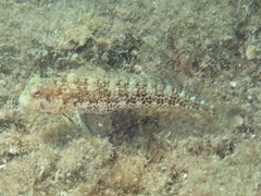 Parablennius marmoreus