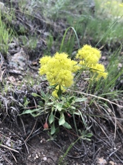 Eriogonum flavum