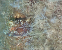 Parablennius marmoreus