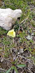 Papaver radicatum