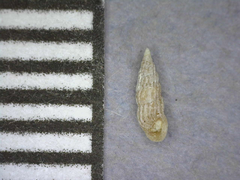Pyramidelloides gracilis