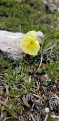 Papaver radicatum
