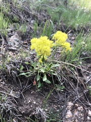Eriogonum flavum