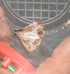 Melipotis acontioides