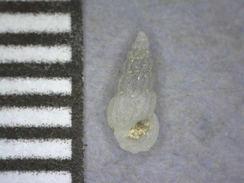 Rissoina costata, 2018-03-14